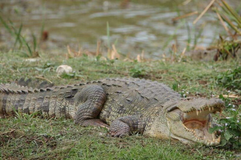 Wilpattu National Park Safari Guided by NATURALIST / RANGER - Key Points