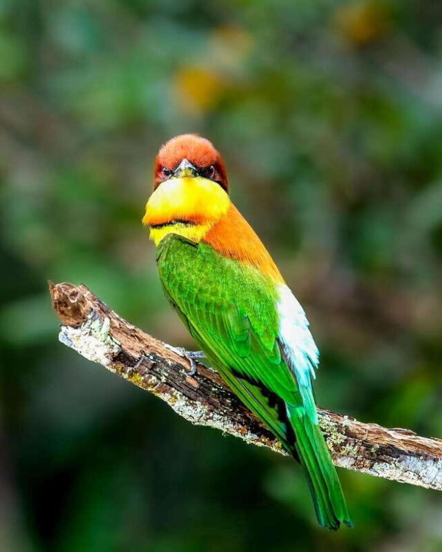 Wilpattu National Park Safari Guided by NATURALIST / RANGER - Frequently Asked Questions