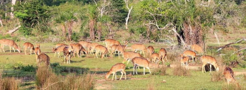 Wilpattu National Park Safari : Private 4x4 Jeep Safari - Exploring Wilpattu National Park: What to Expect