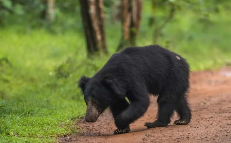 Wilpattu National Park Safari : Private 4x4 Jeep Safari - Why This Tour Offers Good Value