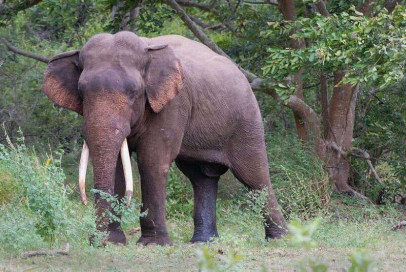 Wilpattu National Park Safari - A Deep Dive into the Wilpattu Safari Experience
