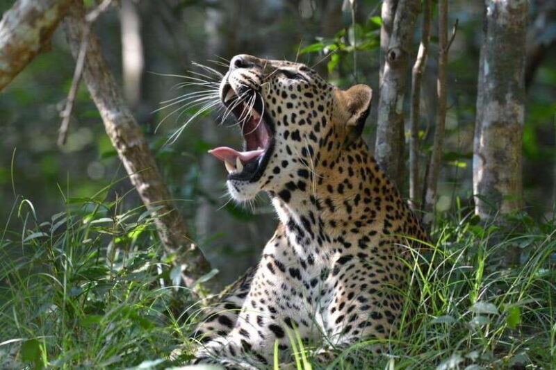 Wilpattu National Park Safari - Who Should Consider This Safari?