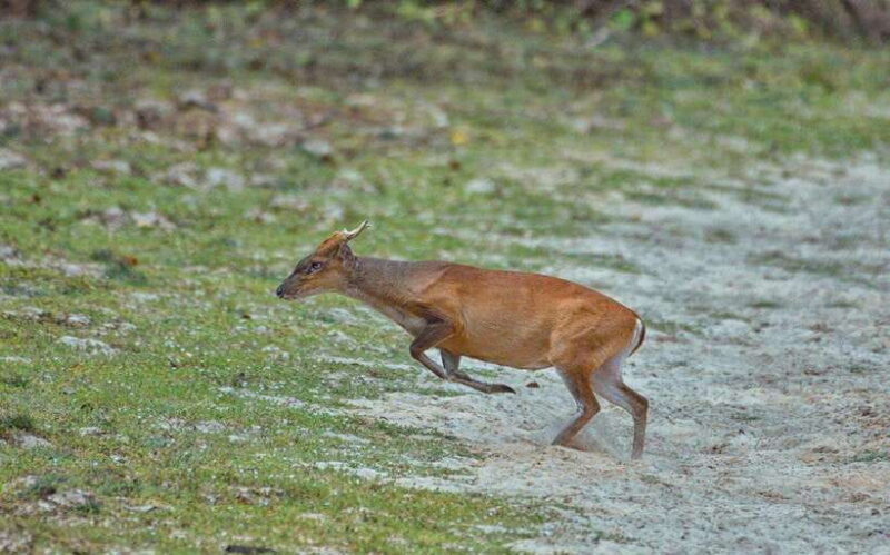 Wilpattu National Park Safari - FAQ