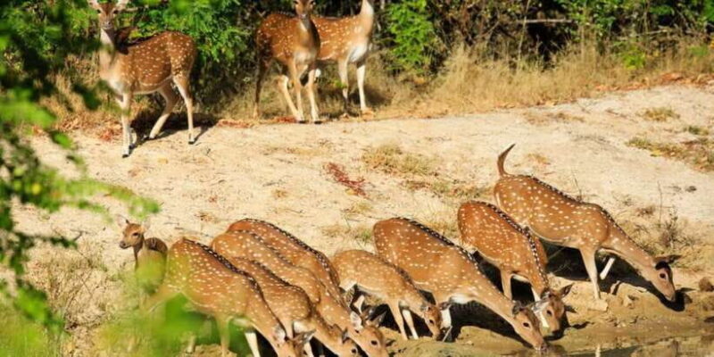 Wilpattu National Park Safari Tour from Colombo - Wilpattu National Park Safari Tour from Colombo