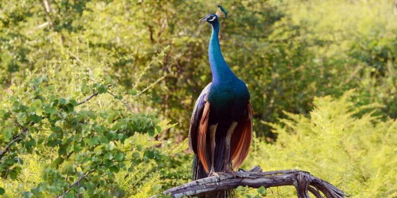 Wilpattu National Park Safari Tour from Colombo - An In-Depth Look at the Wilpattu Safari Tour