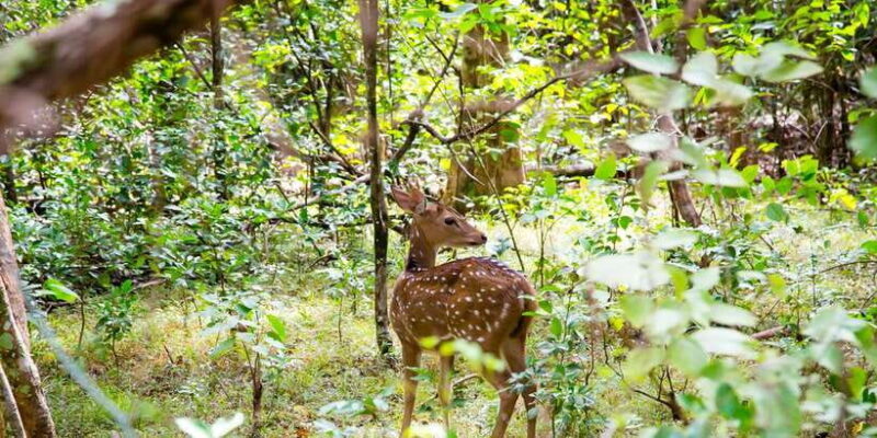 Wilpattu National Park Safari Tour from Colombo - FAQ: Your Wilpattu Safari Questions Answered
