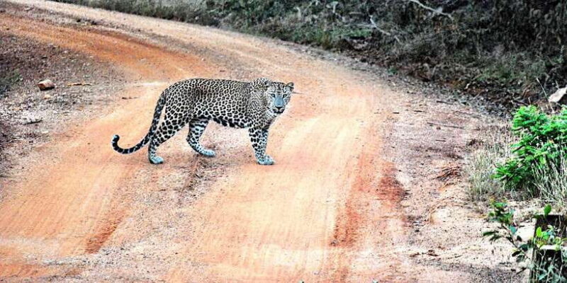 Wilpattu National Park Safari Tour from Dambulla - An In-Depth Look at Your Wilpattu Safari