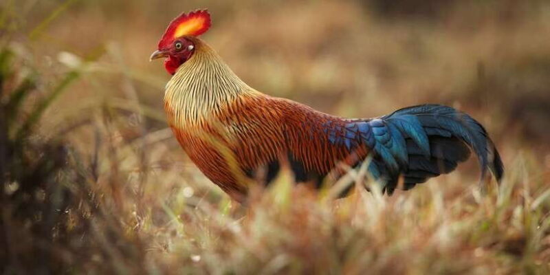 Wilpattu National Park Safari Tour from Dambulla - FAQs