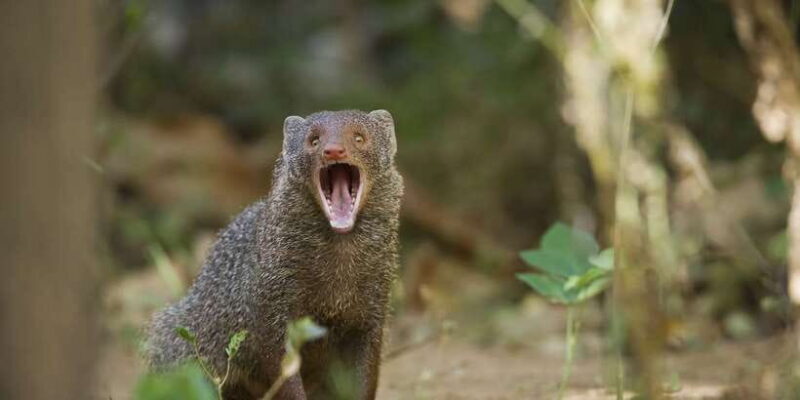 Wilpattu National Park Safari Tour from Dambulla - Final Thoughts