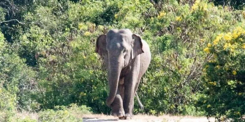 Wilpattu National park with Safari jeep & Entrance ticket - A Deep Dive into Wilpattu National Park Safari