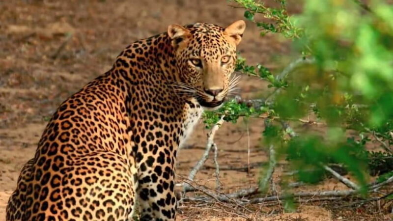 Wilpattu: Private Safari Day Trip with Lunch & Entry Fees - Who is This Tour Best For?