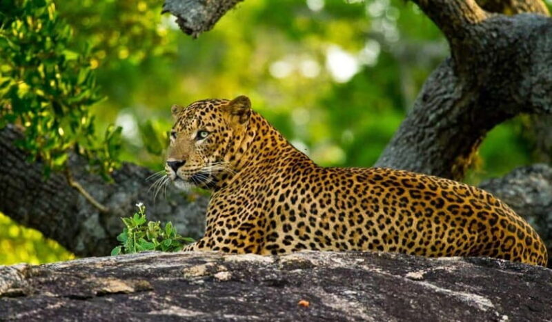 Wilpattu: Private Safari Day Trip with Lunch & Entry Fees - The Sum Up