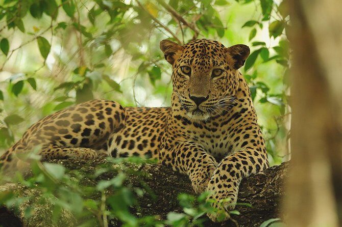 Wilpattu Safari Drive From Trincomalee, Nilaveli & Suburbs - Key Points