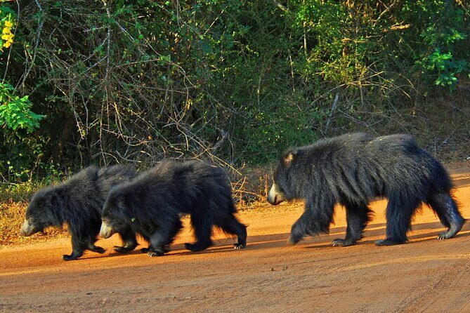 Wilpattu Wild Safari Day Trip - Private & All Inclusive - Final Thoughts on the Wilpattu Wild Safari Day Trip