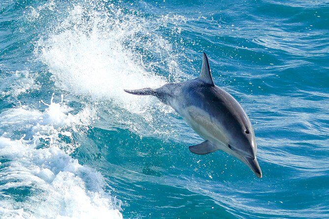Wilsons Promontory Full Day Cruise - Final Thoughts