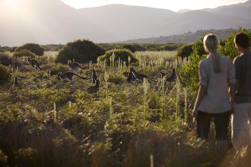 Wilsons Promontory National Park Full-Day Eco Tour - Final Thoughts