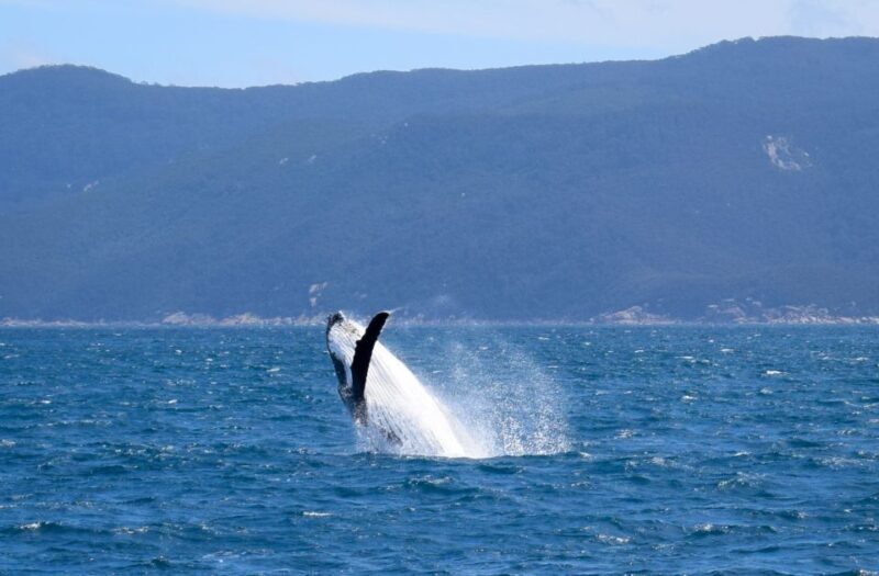 Wilsons Promontory: Whale Spotting Cruise with Lunch - Wilsons Promontory: Whale Spotting Cruise with Lunch