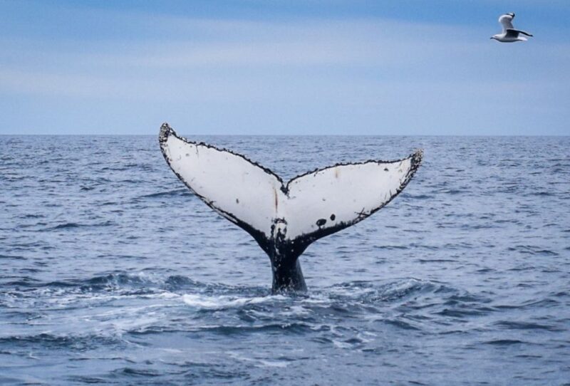 Wilsons Promontory: Whale Spotting Cruise with Lunch - Who Should Consider This Tour?