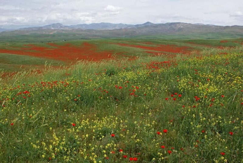 Windows Desktop Theme - Poppy Fields from Tashkent - Exploring the Krasnogorsk Fields: A Practical Review