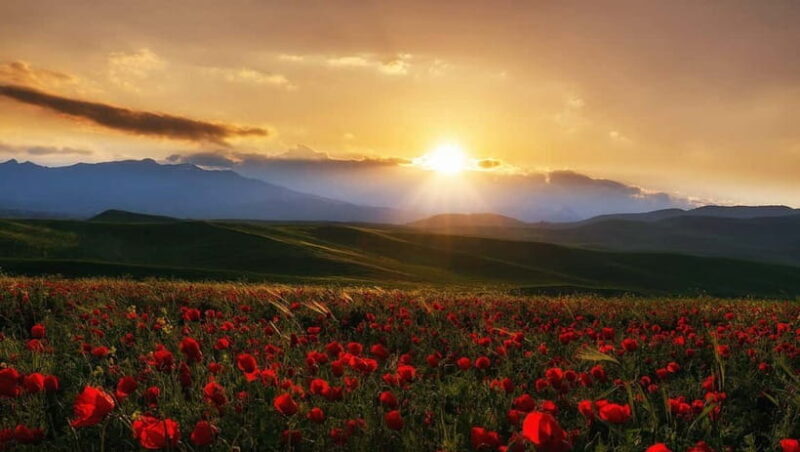 Windows Desktop Theme - Poppy Fields from Tashkent - The Sum Up