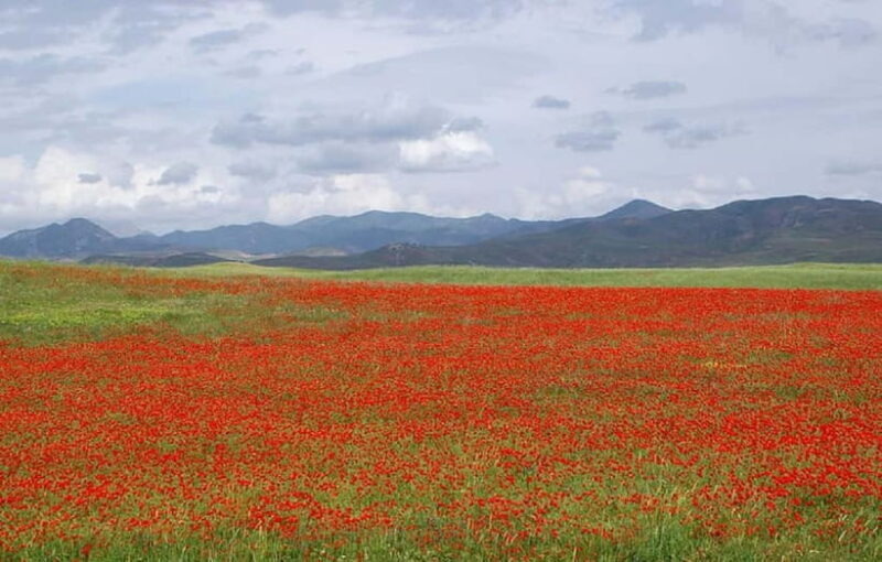 Windows Desktop Theme - Poppy Fields from Tashkent - Frequently Asked Questions