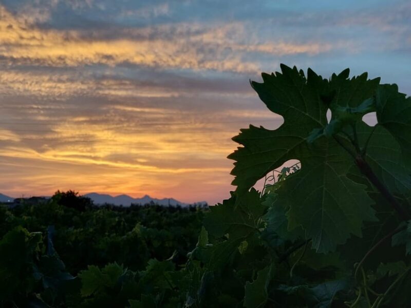 Wine and food at sunset - An In-Depth Look at the Experience