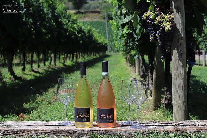 Wine and Food Tasting in the Vineyards in Lazise - Who Is This Tour Best For?