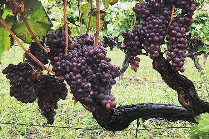 Wine and Lunch Tour - Experience the Best of Sicilian Wine and Cuisine in a Relaxed Tour