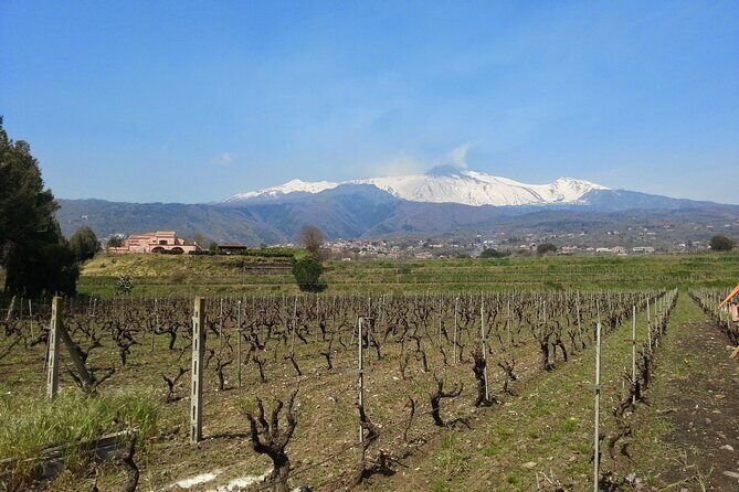 Wine and Lunch Tour - Exploring the Details: A Deep Dive into the Tour