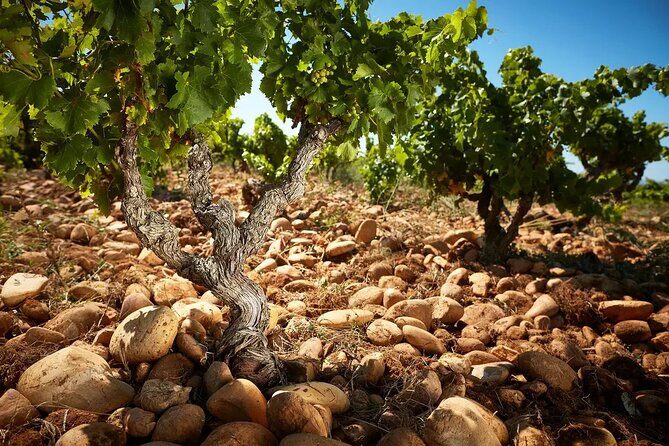 Wine and Romans - Discovering the Best of Provence: Wine and Roman Heritage