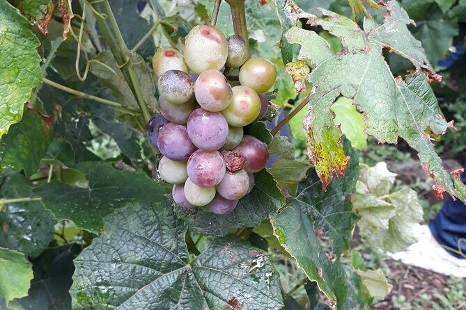 Wine and Rum Private Tour from Puerto Quetzal - Key Points