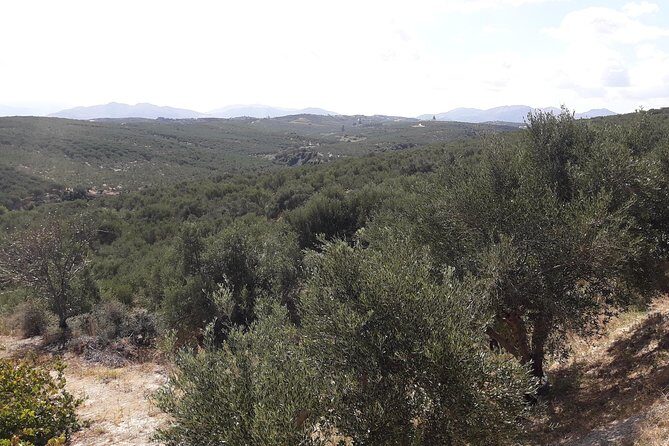 Wine, Beer, Olive Oil Tasting Private Tour (price per group of 6) - A Deep Dive into the Crete Private Tasting Tour