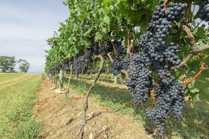 Wine cellar & Tasting in Montevideo with Outstanding Lunch - Key Points