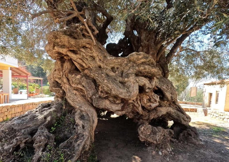 Wine, Dine & Divine: A Cretan Odyssey in Chania - Who Will Love This Tour?