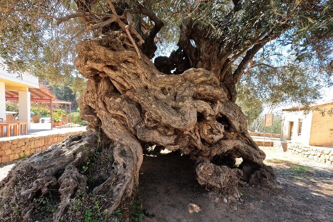 Wine, Dine & Divine: A Cretan Odyssey in Chania. - Key Points