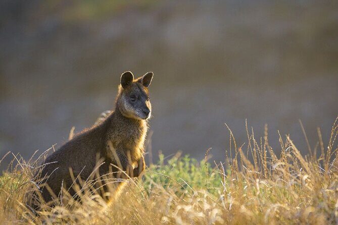 Wine, Dine & Penguins Boutique Phillip Island Tour from Melbourne - Experience Phillip Island: A Full Day of Wine, Wildlife, and Coastal Charm