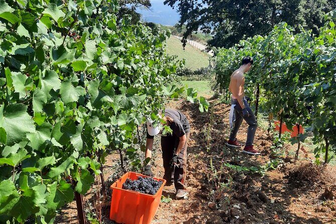 Wine Experience at Torre Bisenzio Winery - Frequently Asked Questions