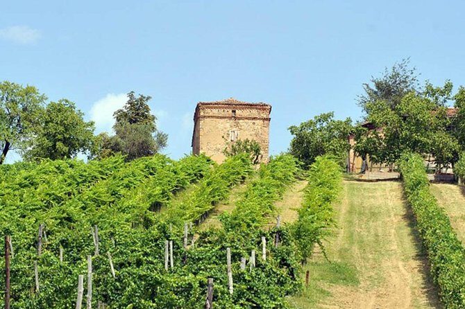 Wine experience Bologna hills - Exploring the Bologna Hills Wine Experience: A Balanced Look