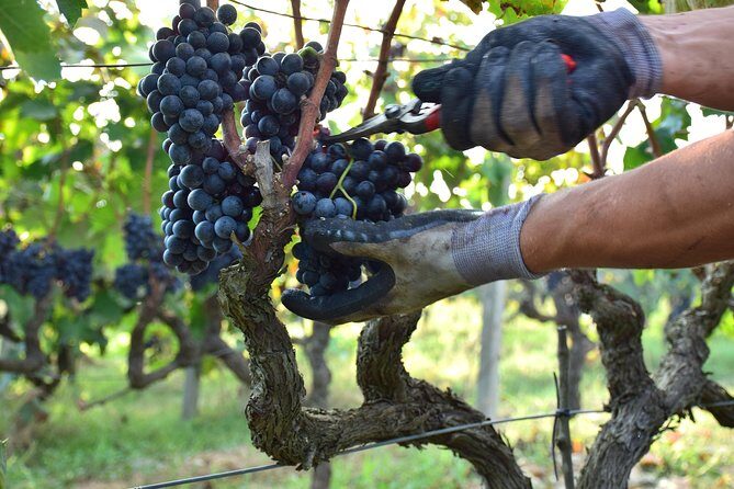 Wine Experience - Wine Experience: A Genuine Taste of Salento’s Winemaking Tradition