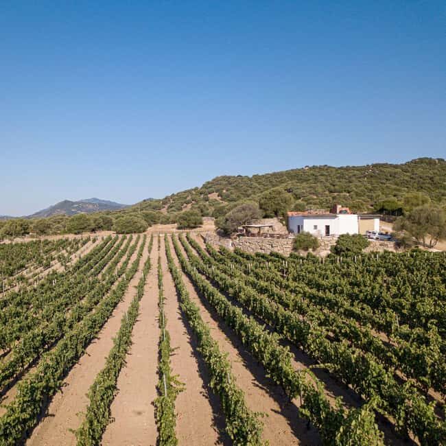 Wine experience in Dorgali in the heart of the Cannonau Classic Zone - FAQ