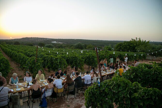 Wine Experience: vineyard, wines and food - A Closer Look at the Wine Experience