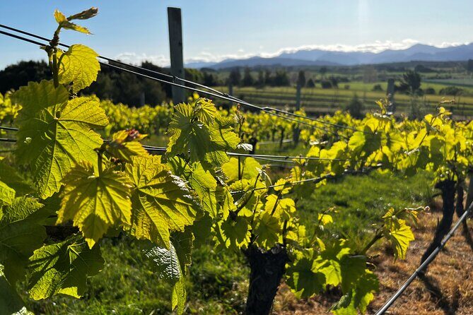 Wine Exposed Nelson Winery Tour - Key Points