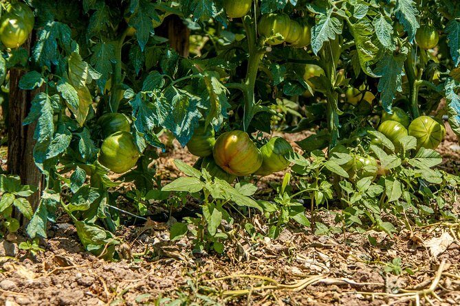 Wine & Food Tasting in Villarena - Who Would Love This Tour?