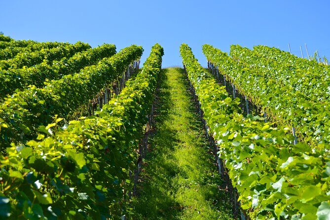 Wine History Tours in Willamette Valley Oregon - A Detailed Look at the Oregon Wine & History Tour