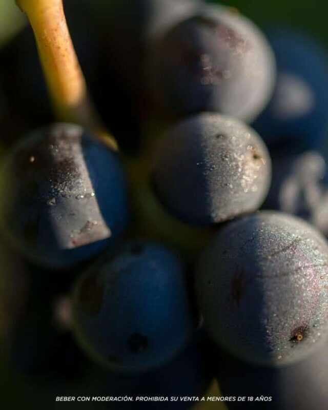 Wine Icons: Meet Salentein at the heart of Uco Valley - Who Should Consider This Tour?