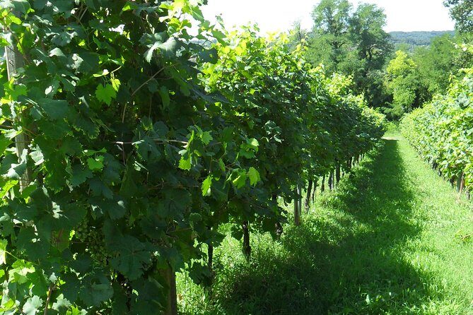 Wine is bottled poetry ,that's why I love Prosecco !! private Tour - An In-Depth Look at the Prosecco Hills Private Tour