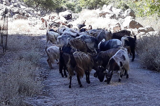 Wine & Olive Oil Tour with Lunch at Milia Mountain Retreat - Final Thoughts: Why You’ll Love This Experience