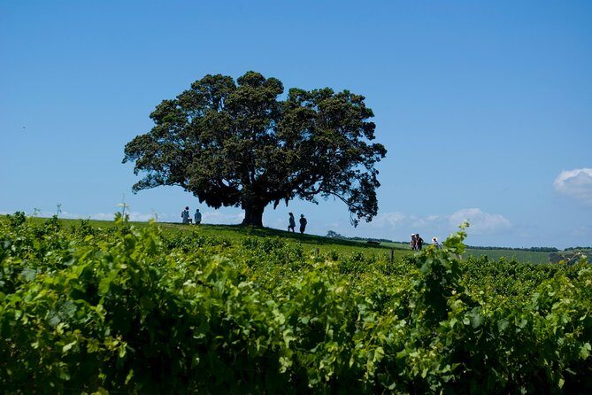WINE ON WAIHEKE , Scenic and PEMIUM Wine tasting MAX 11 clients - What Could Be Better?
