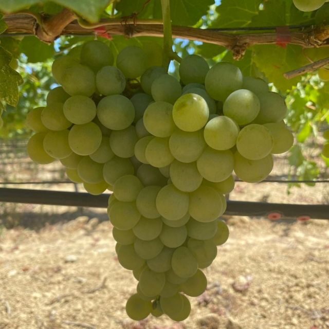 Wine Tasting & Ancient Olive Tree 3 Hours Tour  Private - A Detailed Look at the Tour Experience