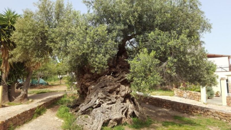 Wine Tasting & Ancient Olive Tree 3 Hours Tour  Private - FAQ